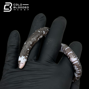 Black and White Worm Lizard - Amphisbaena fuliginosa #2