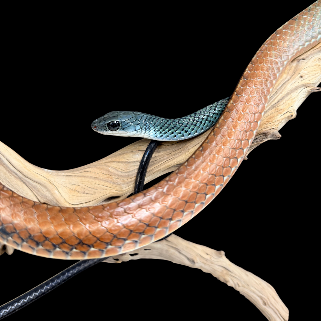 Adult Pair of White-Bellied Rat Snakes - Ptyas Fusca