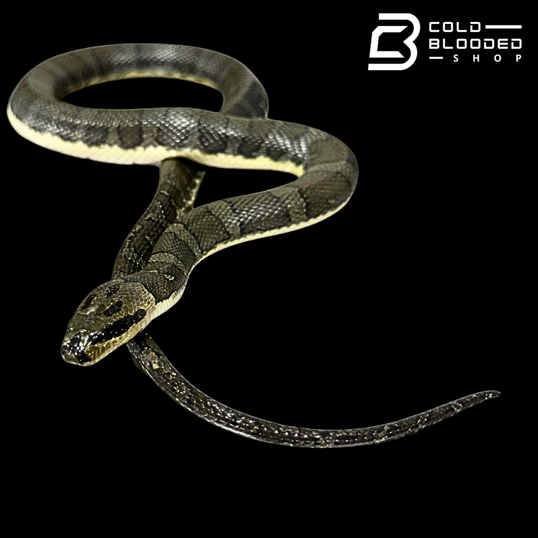 Puff-faced Water Snakes - Homalopsis buccata
