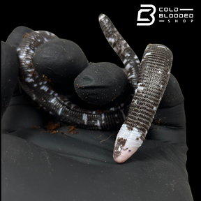 Black and White Worm Lizard - Amphisbaena fuliginosa #2