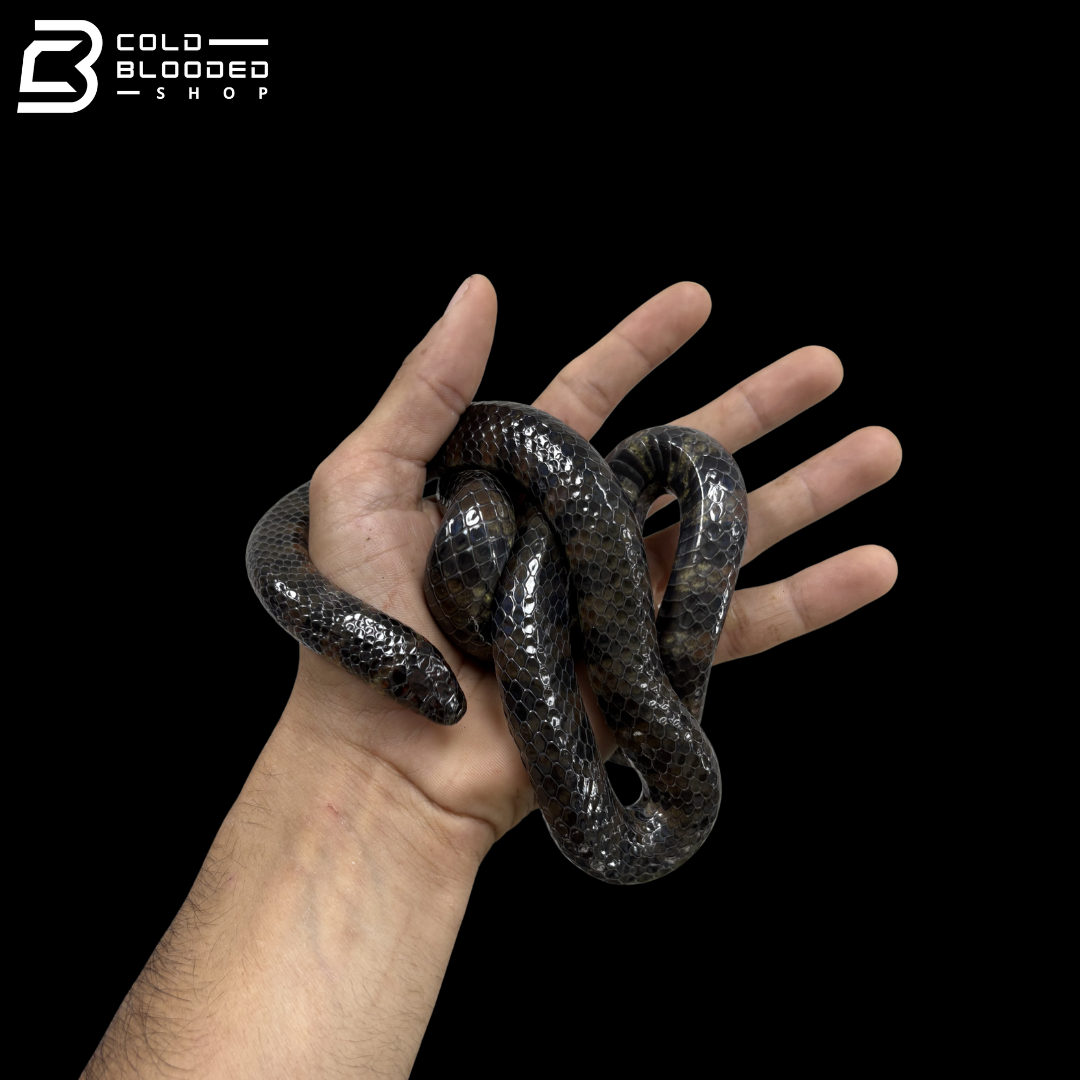 Female Coppery Marsh-Snake - Erythrolamprus Taeniogaster