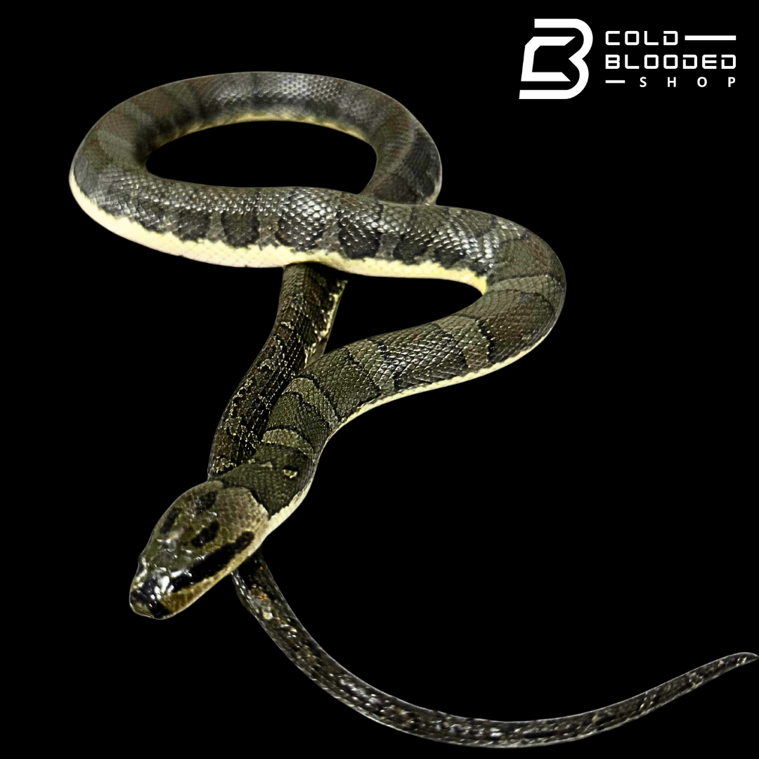 Puff-faced Water Snakes - Homalopsis buccata