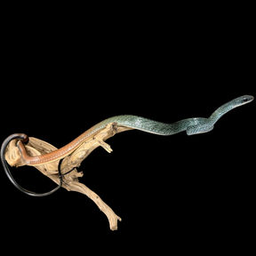 Adult Pair of White-Bellied Rat Snakes - Ptyas Fusca