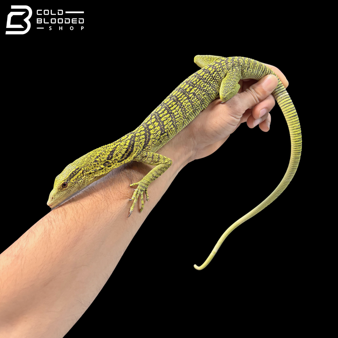 Proven Breeder Male Yellow Tree Monitor - Varanus Reisingeri