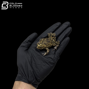 Marbled Toads - Bufo Stomaticus