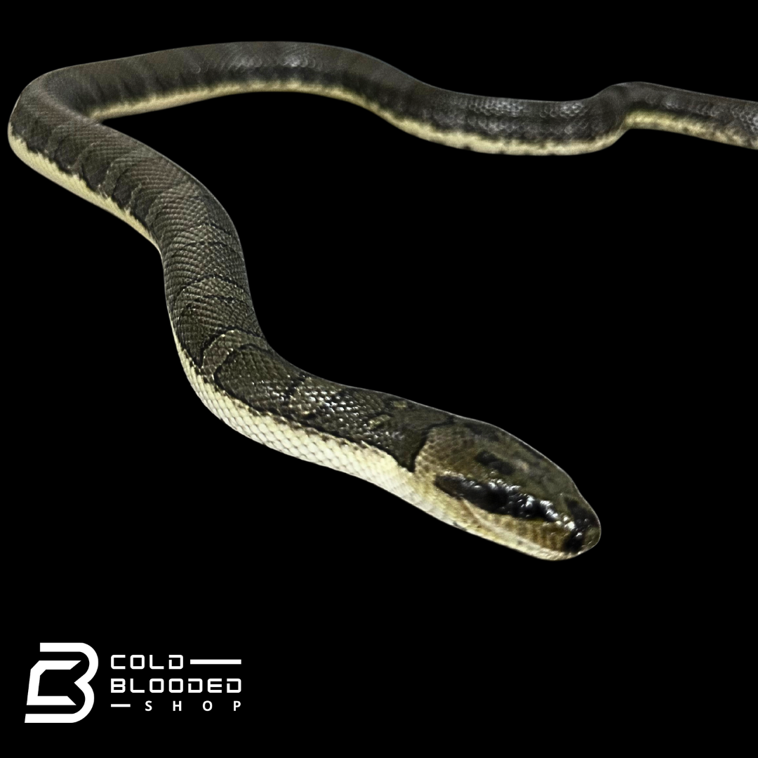 Puff-faced Water Snakes - Homalopsis buccata
