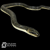 Puff-faced Water Snakes - Homalopsis buccata