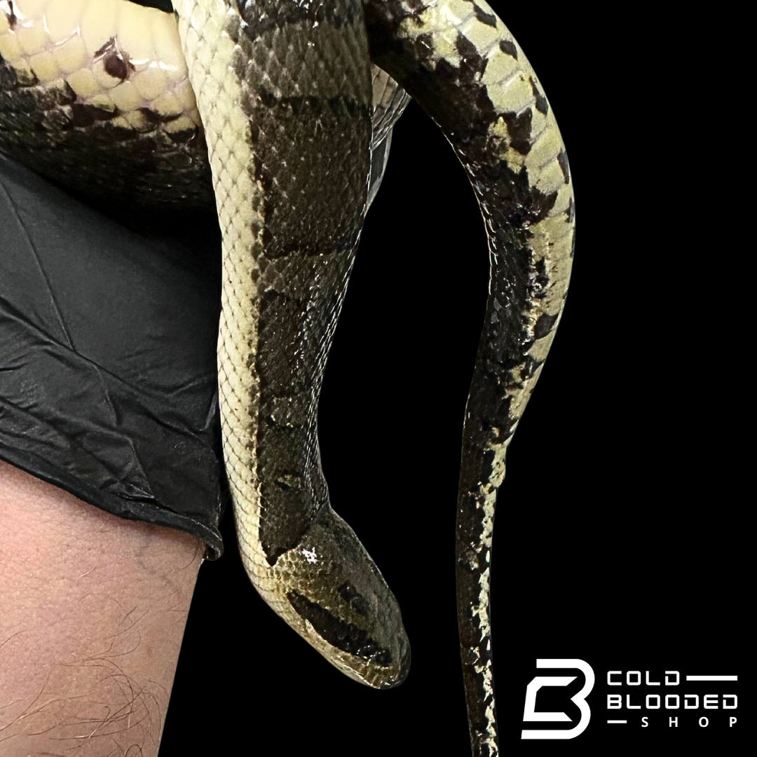 Puff-faced Water Snakes - Homalopsis buccata