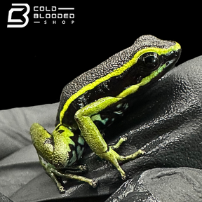 Three-Striped Dart Frogs (greens) - Ameerega trivittata