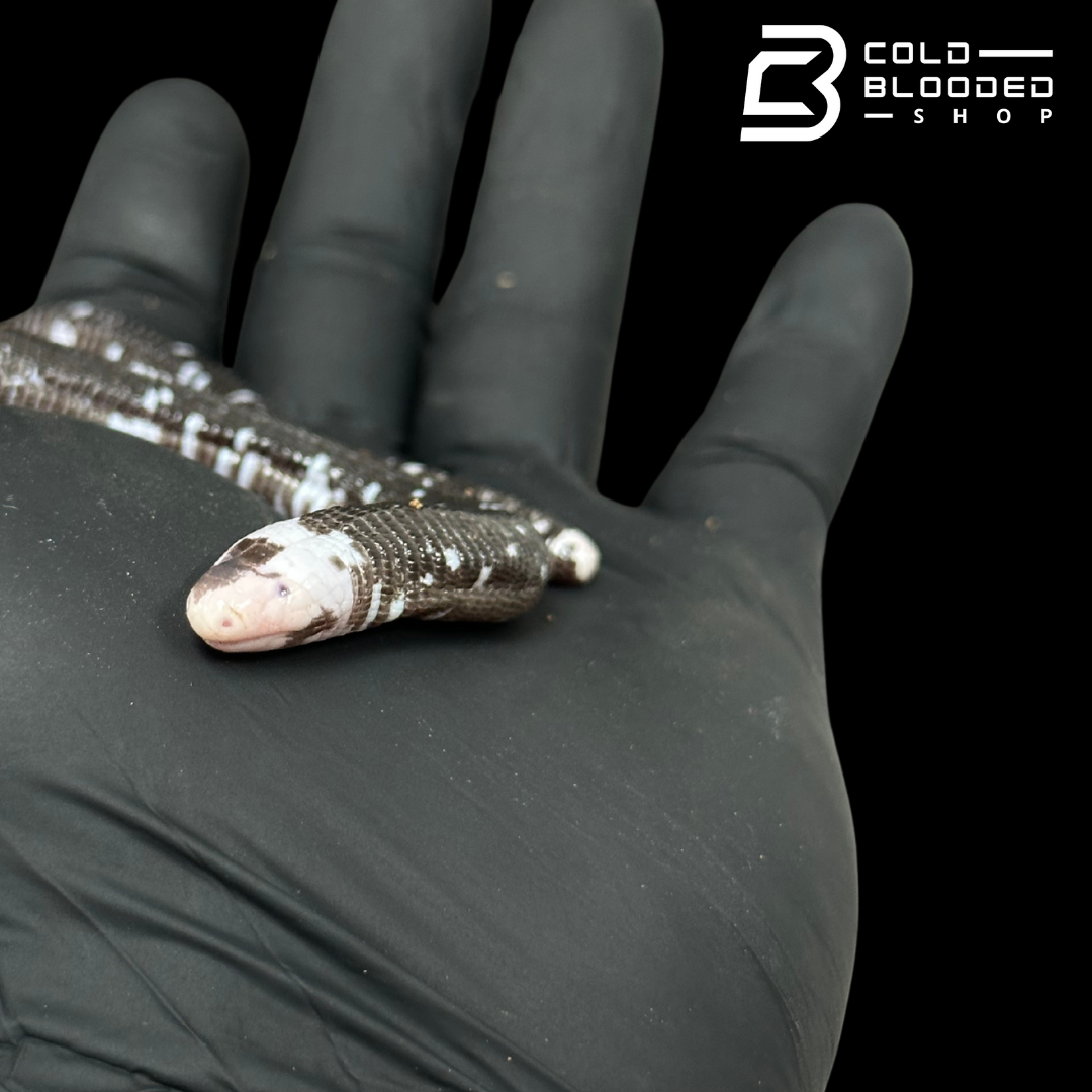 Black and White Worm Lizard - Amphisbaena fuliginosa #2