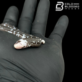 Black and White Worm Lizard - Amphisbaena fuliginosa #2