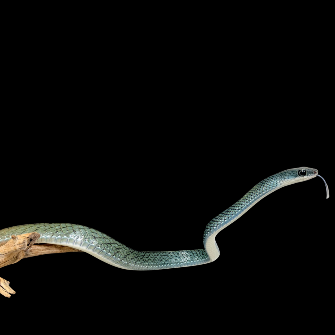 Adult Pair of White-Bellied Rat Snakes - Ptyas Fusca