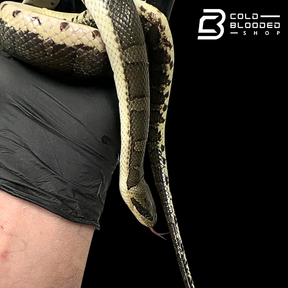 Puff-faced Water Snakes - Homalopsis buccata