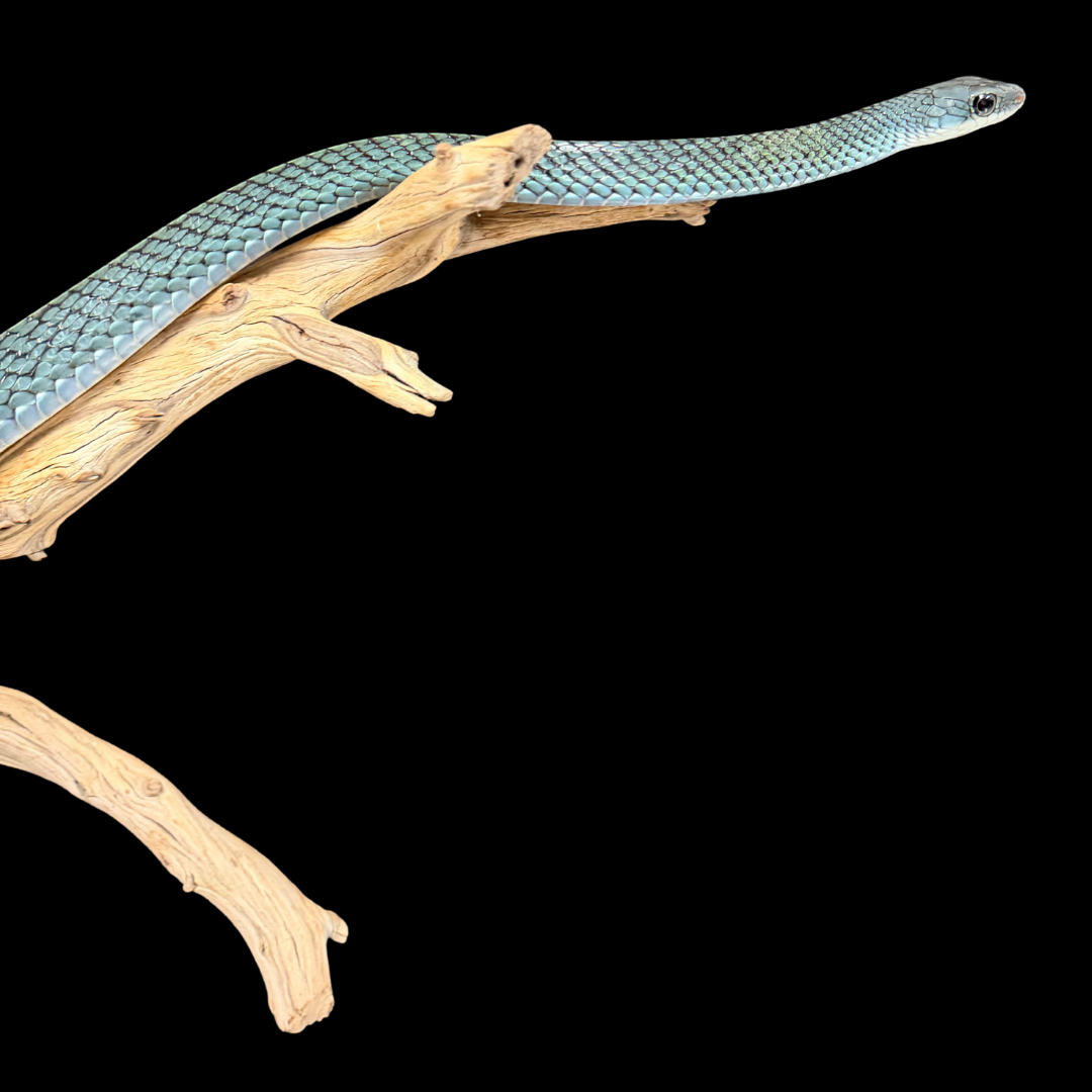 Adult Pair of White-Bellied Rat Snakes - Ptyas Fusca