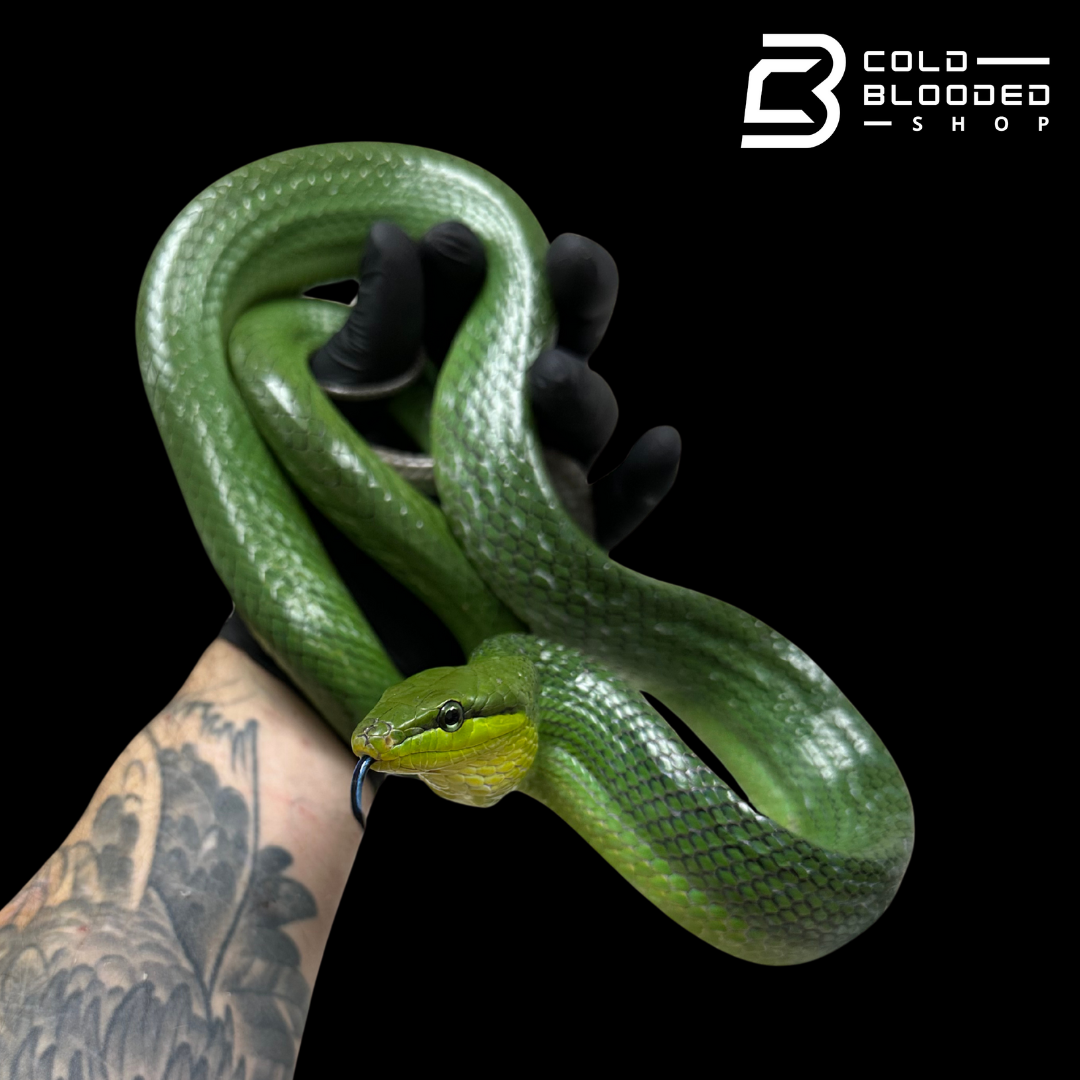 Female Red-tailed Green Rat Snake - Gonyosoma oxycephalum