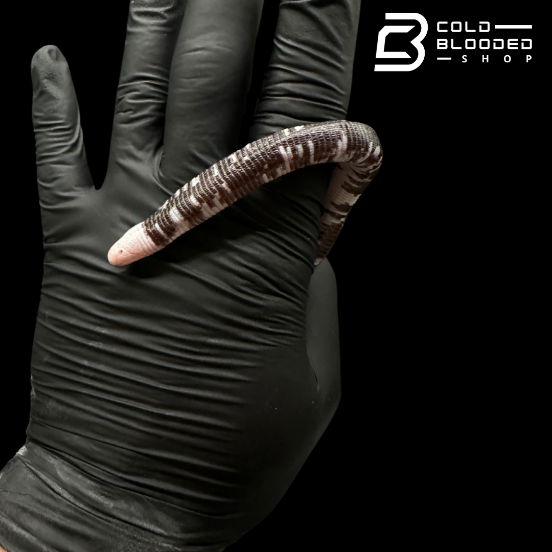 Black and White Worm Lizard - Amphisbaena fuliginosa #1