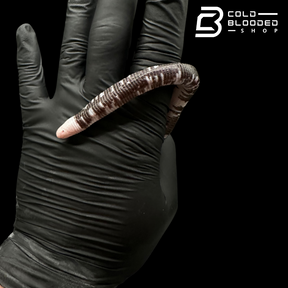 Black and White Worm Lizard - Amphisbaena fuliginosa #1