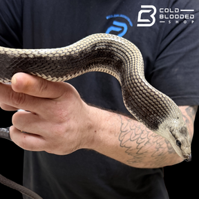 Jansen's Rat Snake - Gonyosoma jansenii