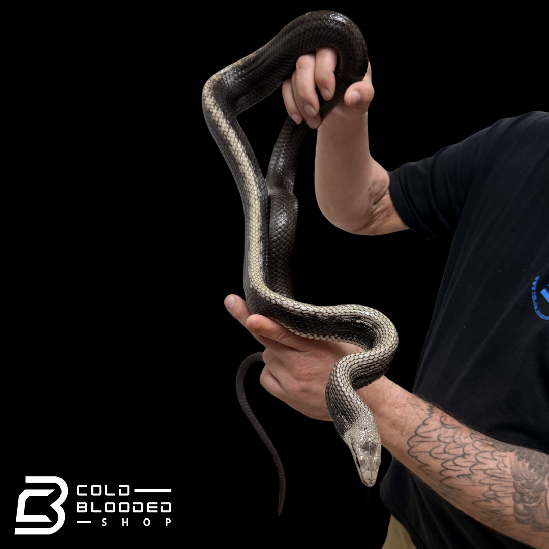 Jansen's Rat Snake - Gonyosoma jansenii