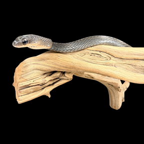 Adult Pair of White-Bellied Rat Snakes - Ptyas Fusca