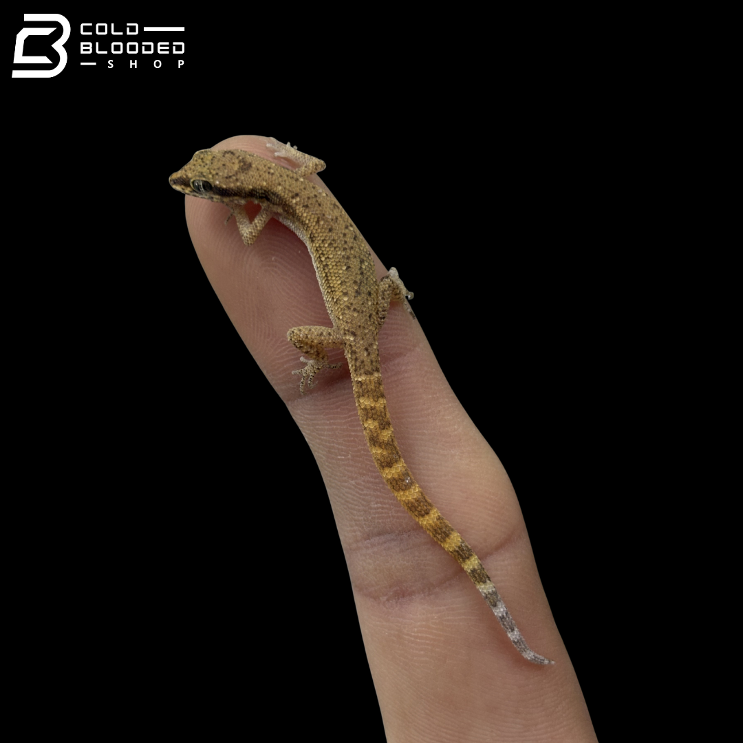 Tripoli Dwarf Gecko - Tropiocolotes tripolitanus