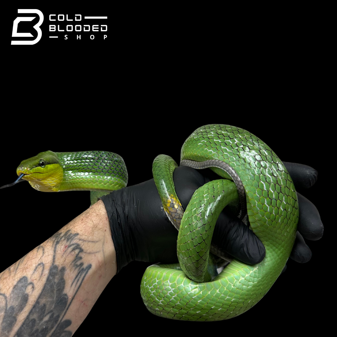 Female Red-tailed Green Rat Snake - Gonyosoma oxycephalum