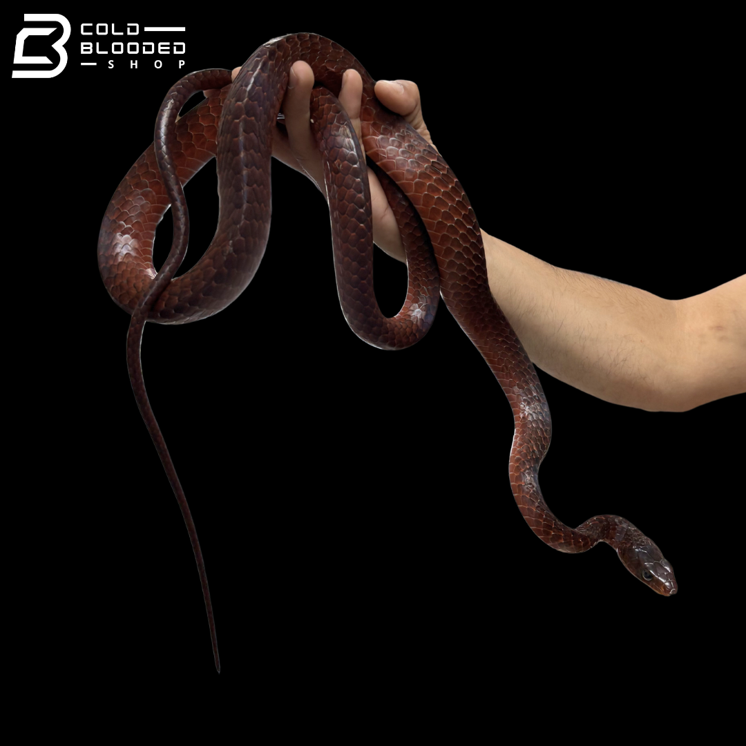 Adult Male Smooth Machete Fire Snake - Chironius Scurullus