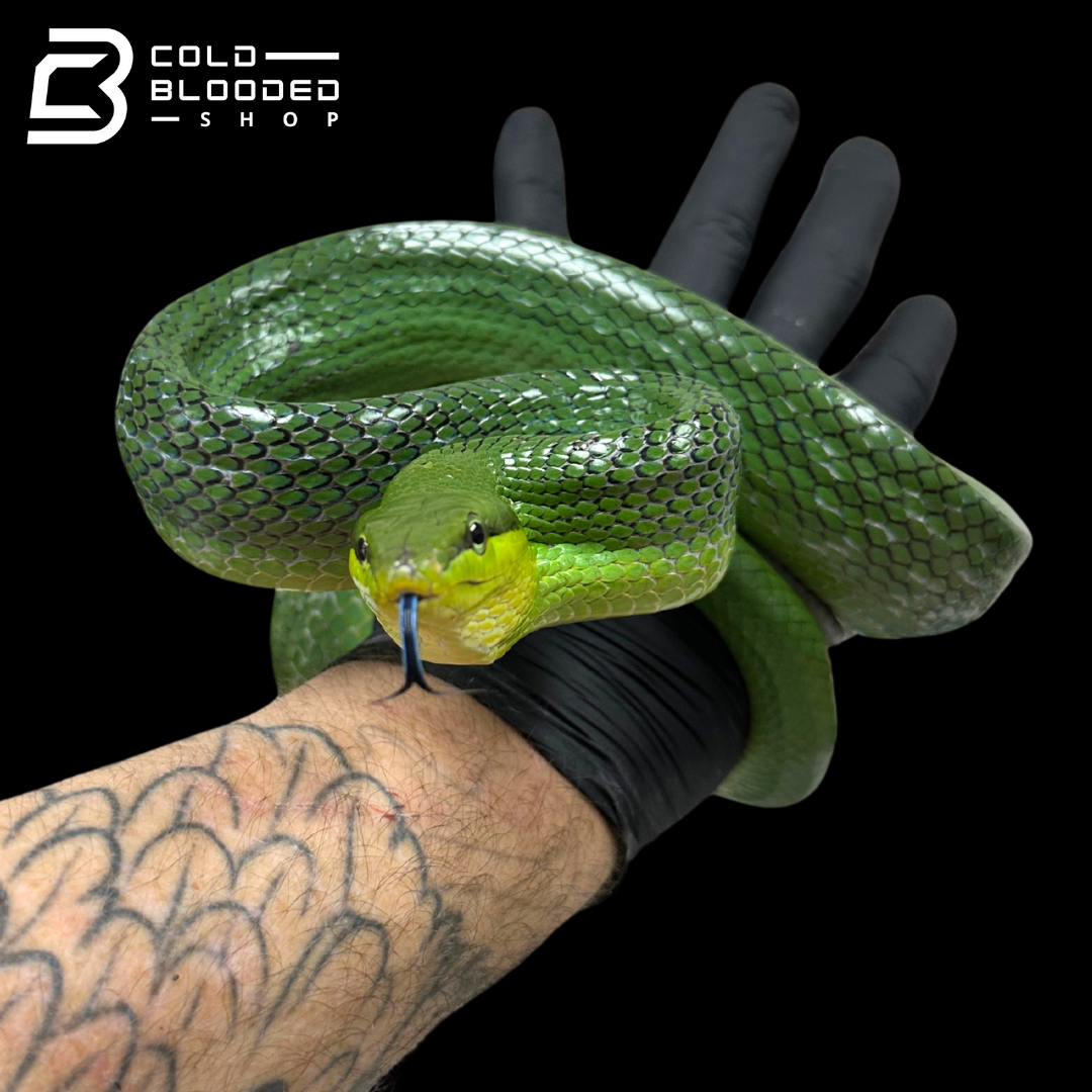 Female Red-tailed Green Rat Snake - Gonyosoma oxycephalum