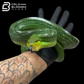 Female Red-tailed Green Rat Snake - Gonyosoma oxycephalum