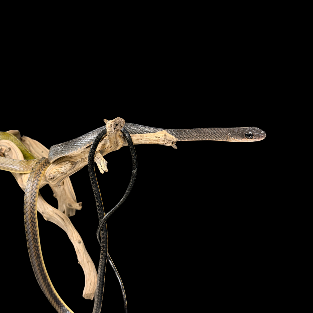 Adult Pair of White-Bellied Rat Snakes - Ptyas Fusca