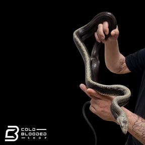 Jansen's Rat Snake - Gonyosoma jansenii