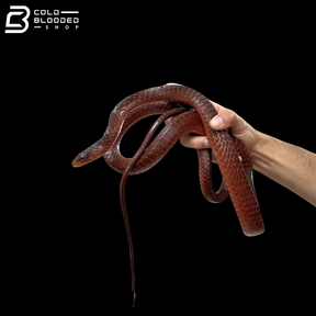 Adult Male Smooth Machete Fire Snake - Chironius Scurullus