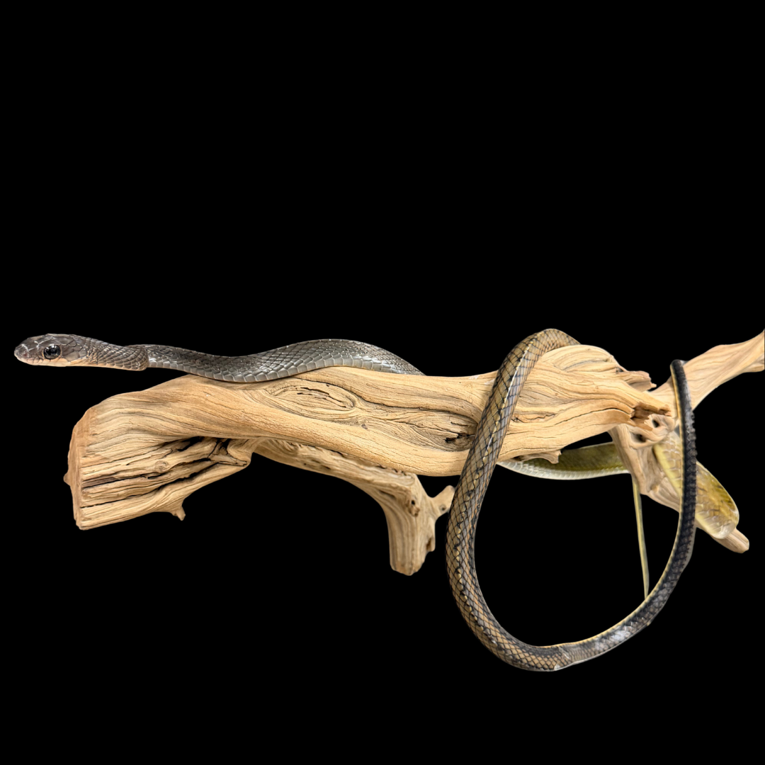 Adult Pair of White-Bellied Rat Snakes - Ptyas Fusca