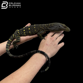 CBB Tame & Socialized Crocodile Monitor - Varanus Salvadorii