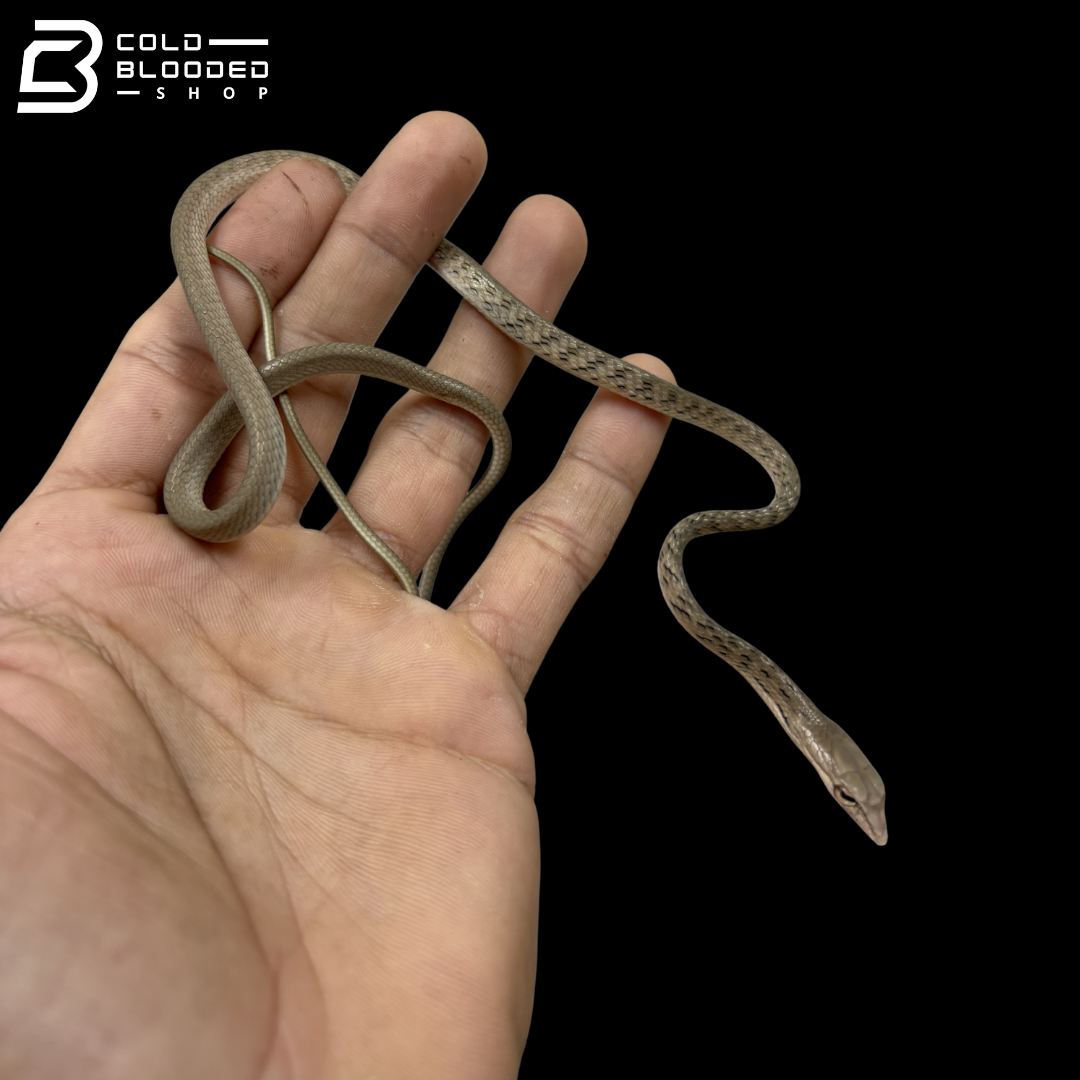 Baby Asian Vine Snakes - Ahaetulla Prasina