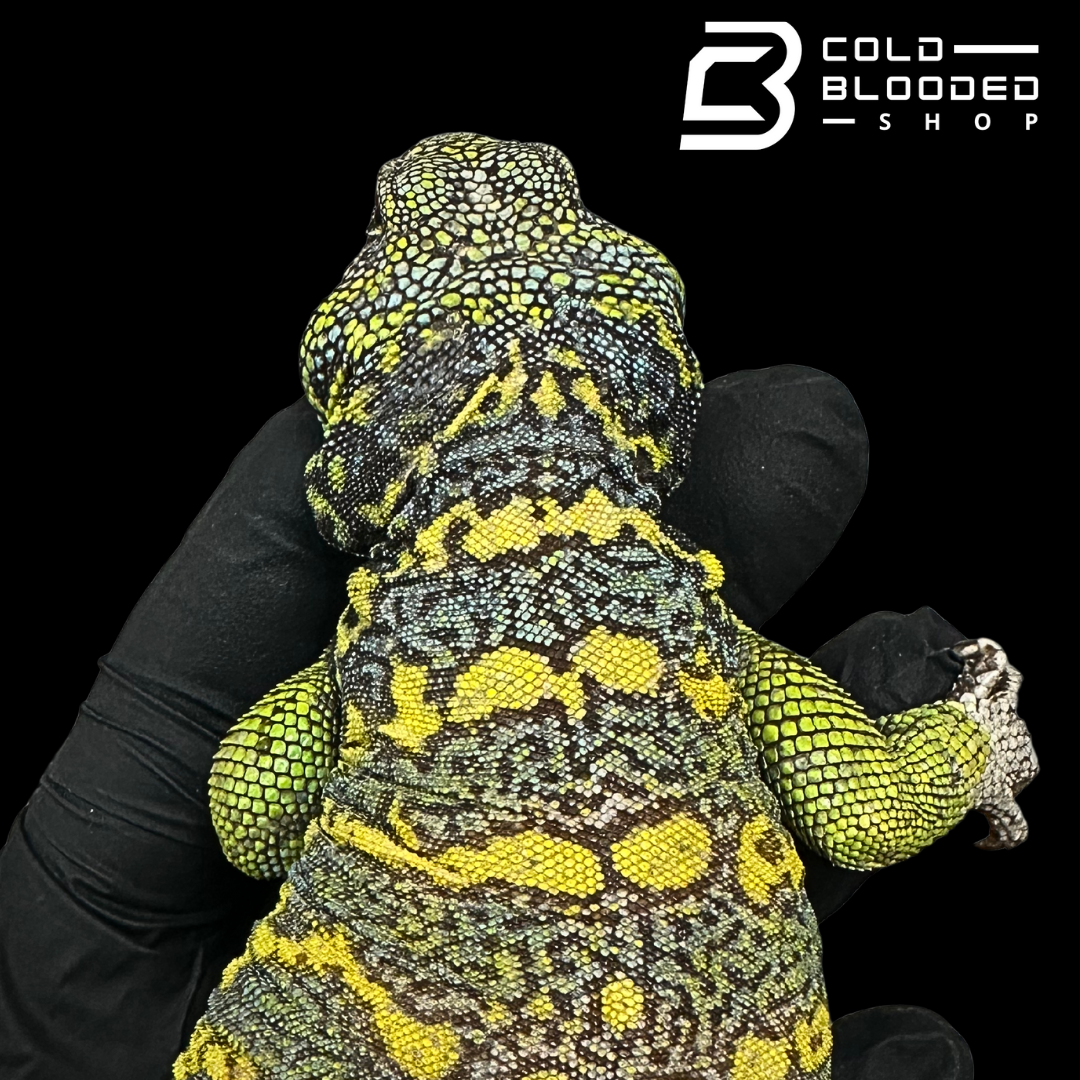 Adult Blue/Green Male Ornate Uromastyx - Uromastyx ornata