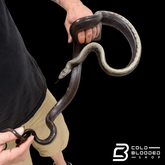 Jansen's Rat Snake - Gonyosoma jansenii