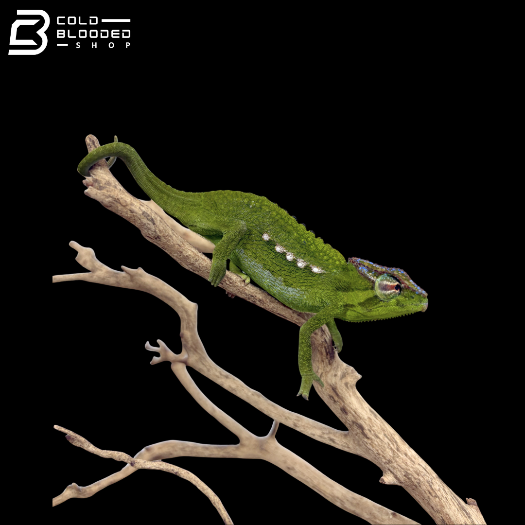 Peacock Chameleons - Trioceros Serratus