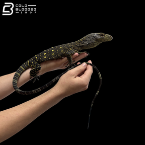 CBB Tame & Socialized Crocodile Monitor - Varanus Salvadorii