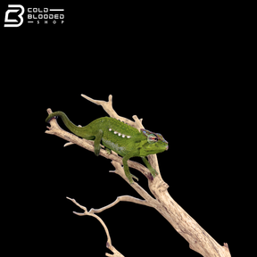 Peacock Chameleons - Trioceros Serratus