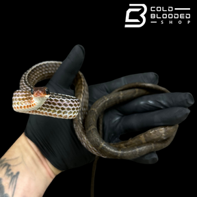 Brown sipo - Chironius fuscus