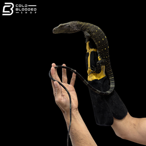 CBB Crocodile Monitor - Varanus Salvadorii