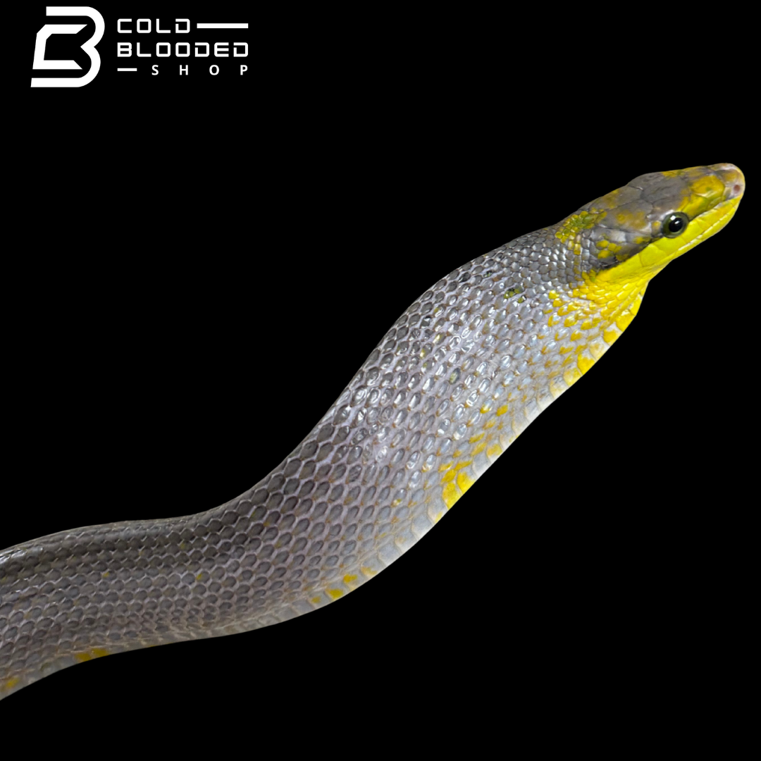 Male Silver Phase Red-tailed Green Rat Snake - Gonyosoma oxycephalum