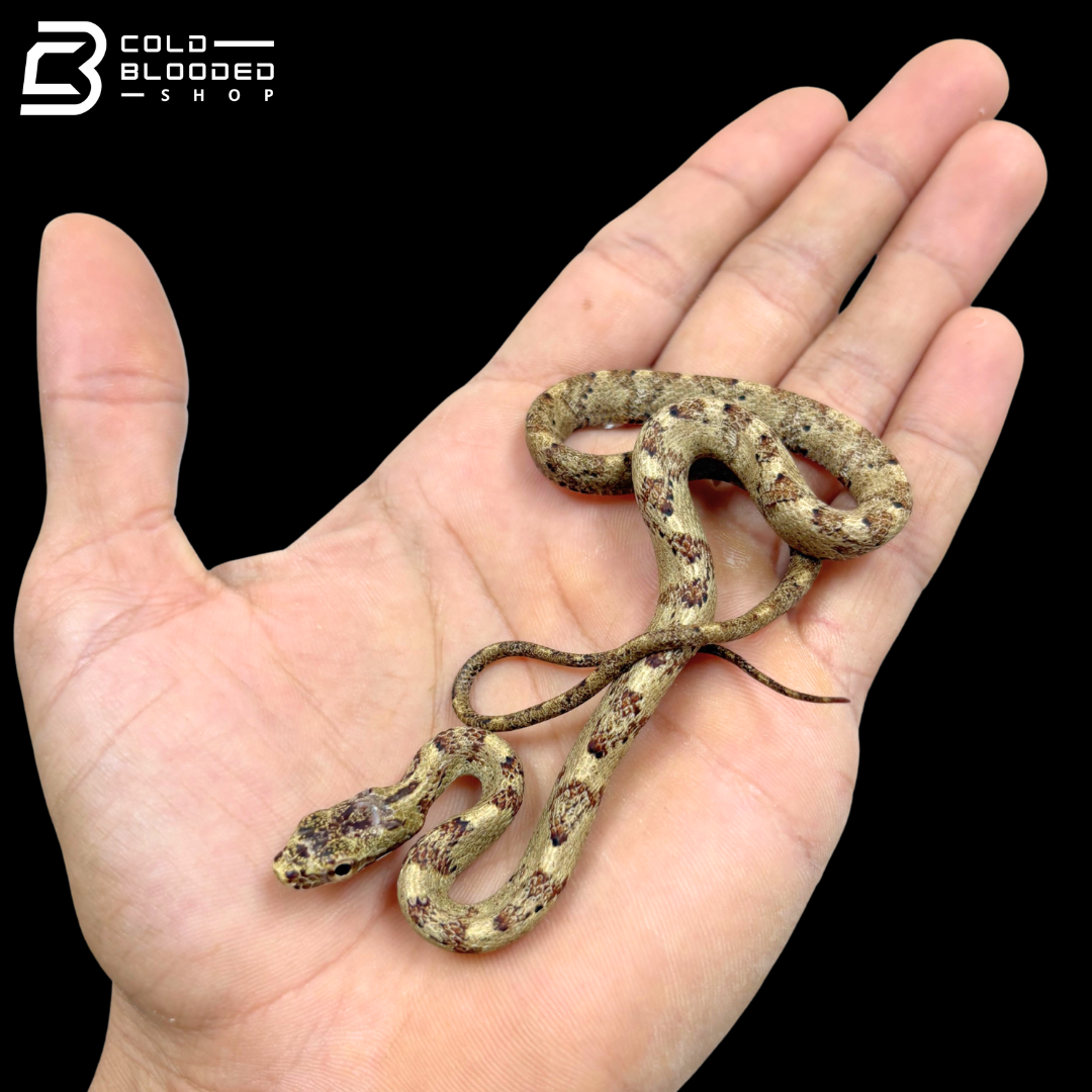 Northeastern Puffing-Snake - Phrynonax Sexcarinatus