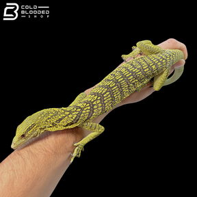 Proven Breeder Male Yellow Tree Monitor - Varanus Reisingeri
