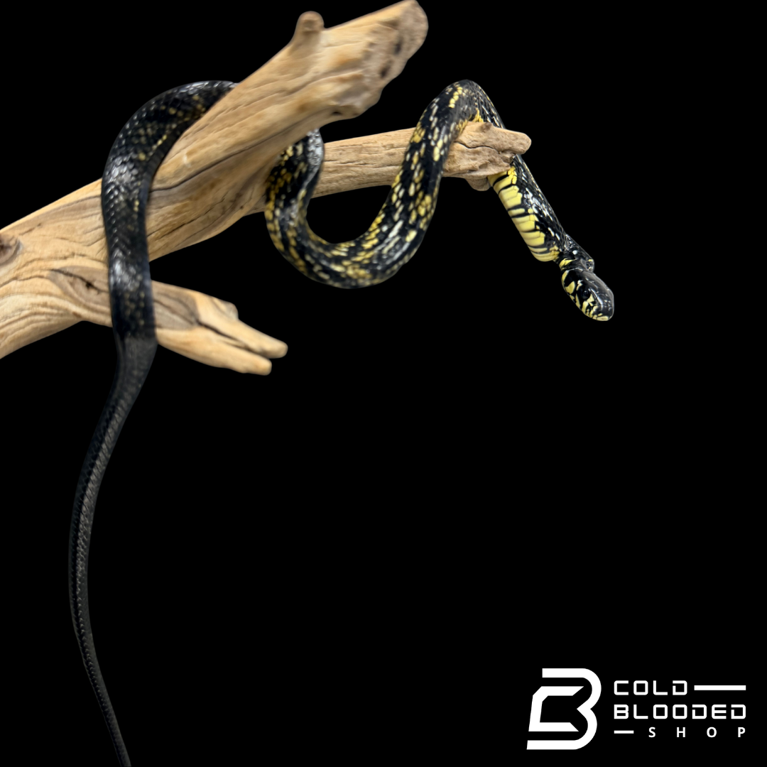 Suriname Tiger Rat Snake - Spilotes pullatus