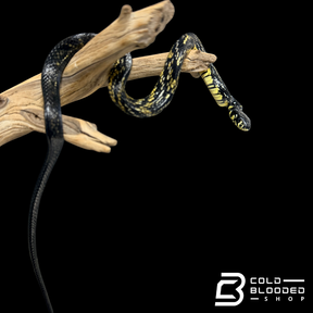 Suriname Tiger Rat Snake - Spilotes pullatus