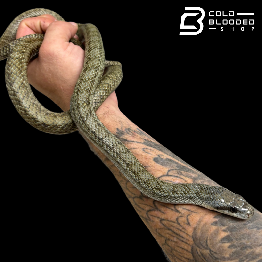 Adult male Japanese Blue Rat Snake "Kunashir Island" -  Elaphe climacophora #2
