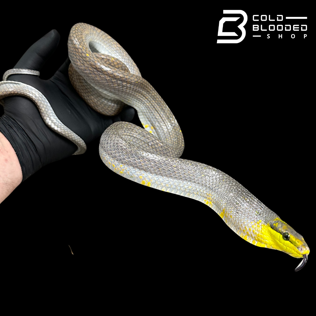 Male Silver Phase Red-tailed Green Rat Snake - Gonyosoma oxycephalum
