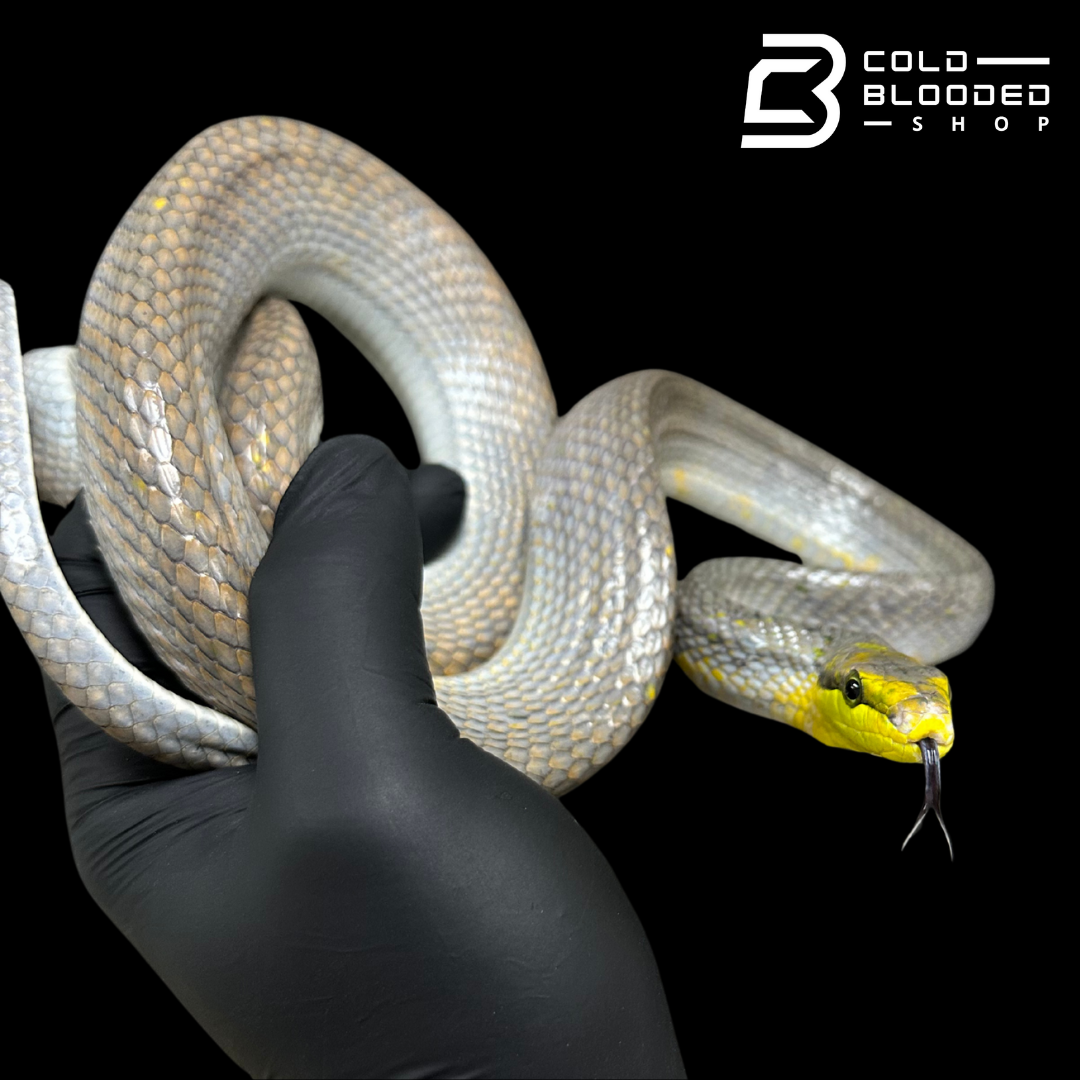 Male Silver Phase Red-tailed Green Rat Snake - Gonyosoma oxycephalum